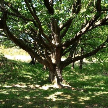Baum