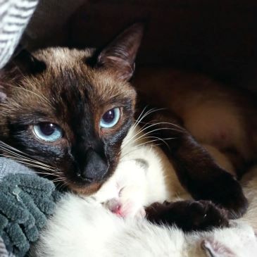 Kami 2
