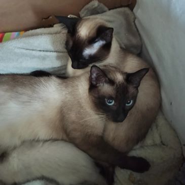 Kami und Sora